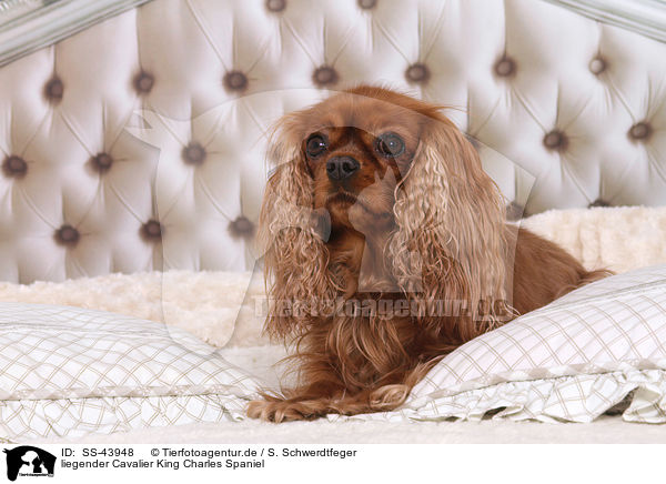 liegender Cavalier King Charles Spaniel / lying Cavalier King Charles Spaniel / SS-43948