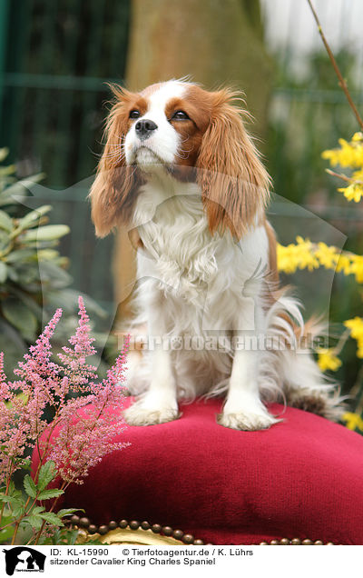 sitzender Cavalier King Charles Spaniel / sitting Cavalier King Charles Spaniel / KL-15990