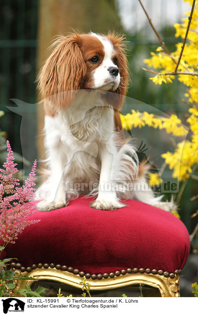 sitzender Cavalier King Charles Spaniel / sitting Cavalier King Charles Spaniel / KL-15991