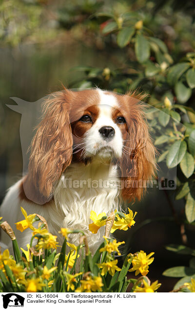 Cavalier King Charles Spaniel Portrait / Cavalier King Charles Spaniel Portrait / KL-16004