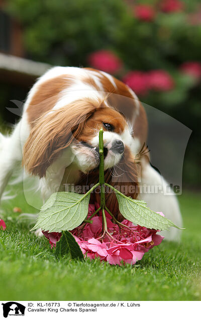 Cavalier King Charles Spaniel / Cavalier King Charles Spaniel / KL-16773