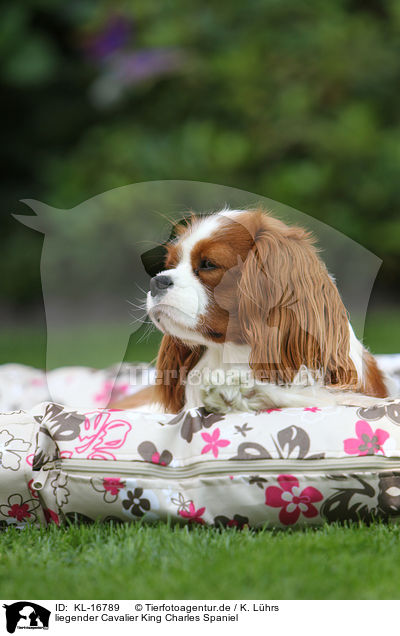 liegender Cavalier King Charles Spaniel / lying Cavalier King Charles Spaniel / KL-16789
