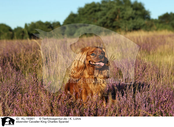 sitzender Cavalier King Charles Spaniel / sitting Cavalier King Charles Spaniel / KL-16981