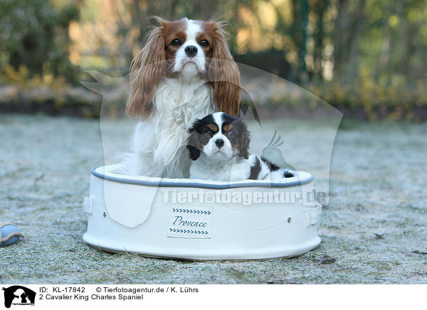 2 Cavalier King Charles Spaniel / 2 Cavalier King Charles Spaniel / KL-17842