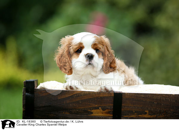 Cavalier King Charles Spaniel Welpe / Cavalier King Charles Spaniel Puppy / KL-18360