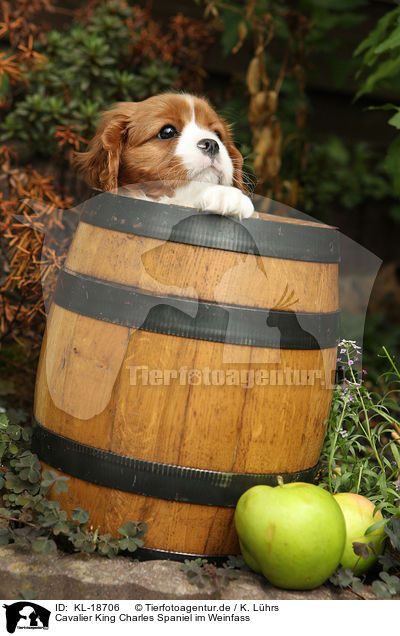 Cavalier King Charles Spaniel im Weinfass / Cavalier King Charles Spaniel in wine barrel / KL-18706