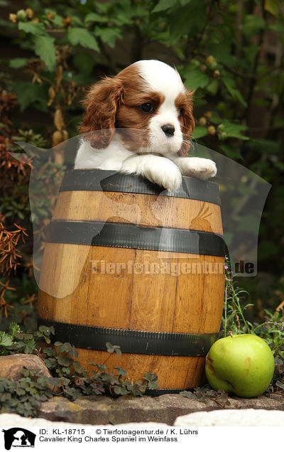 Cavalier King Charles Spaniel im Weinfass / Cavalier King Charles Spaniel in wine barrel / KL-18715