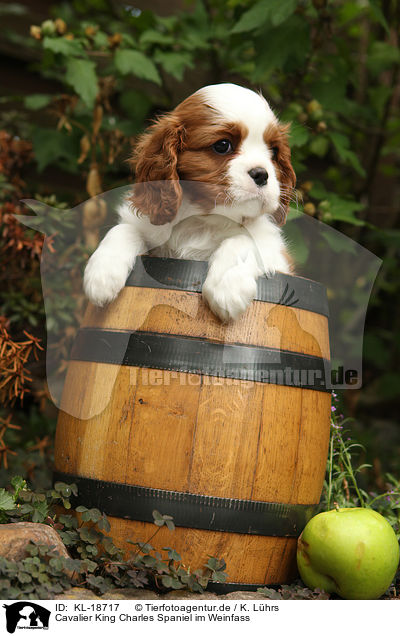Cavalier King Charles Spaniel im Weinfass / Cavalier King Charles Spaniel in wine barrel / KL-18717