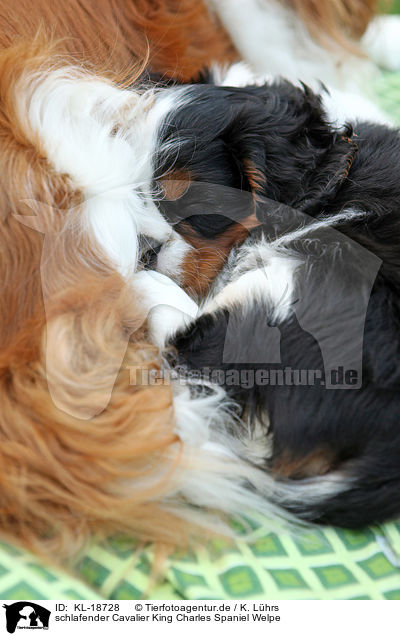 schlafender Cavalier King Charles Spaniel Welpe / sleeping Cavalier King Charles Spaniel puppy / KL-18728