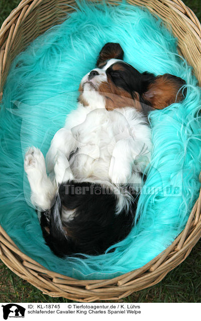 schlafender Cavalier King Charles Spaniel Welpe / KL-18745