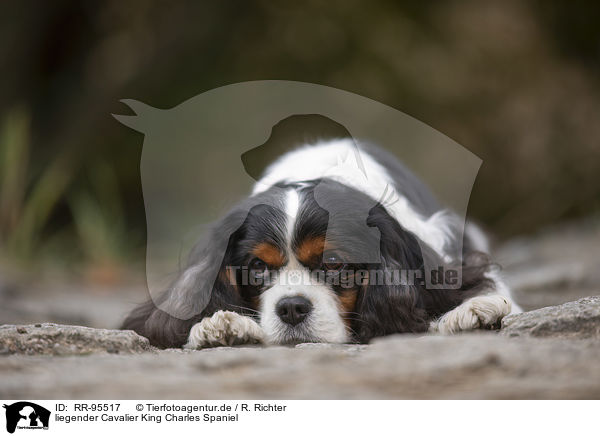 liegender Cavalier King Charles Spaniel / lying Cavalier King Charles Spaniel / RR-95517
