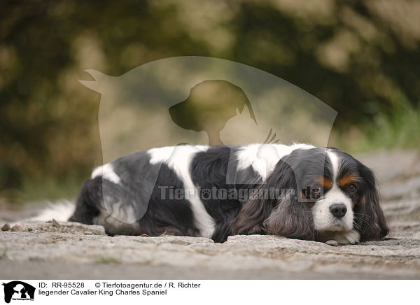 liegender Cavalier King Charles Spaniel / lying Cavalier King Charles Spaniel / RR-95528