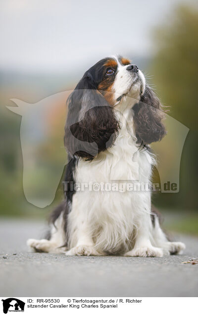 sitzender Cavalier King Charles Spaniel / sitting Cavalier King Charles Spaniel / RR-95530