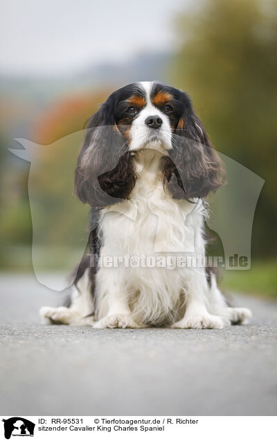 sitzender Cavalier King Charles Spaniel / sitting Cavalier King Charles Spaniel / RR-95531