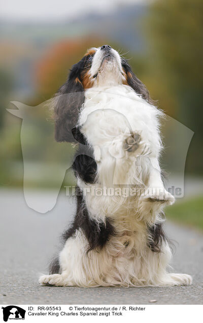Cavalier King Charles Spaniel zeigt Trick / Cavalier King Charles Spaniel shows trick / RR-95543