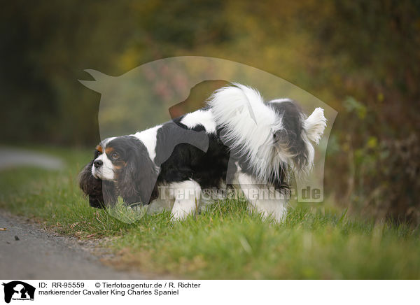 markierender Cavalier King Charles Spaniel / urinating Cavalier King Charles Spaniel / RR-95559