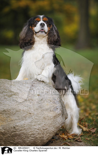 Cavalier King Charles Spaniel / Cavalier King Charles Spaniel / RR-95601