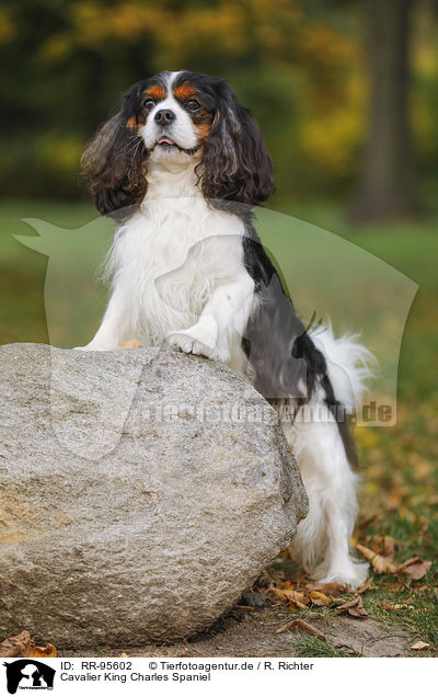 Cavalier King Charles Spaniel / Cavalier King Charles Spaniel / RR-95602