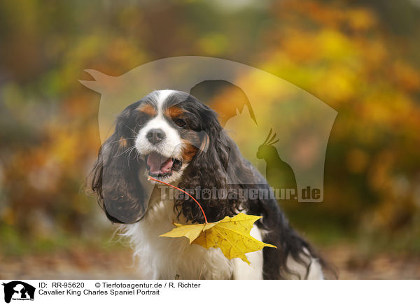 Cavalier King Charles Spaniel Portrait / Cavalier King Charles Spaniel Portrait / RR-95620