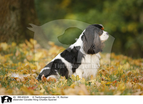 sitzender Cavalier King Charles Spaniel / sitting Cavalier King Charles Spaniel / RR-95626