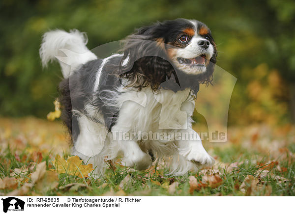 rennender Cavalier King Charles Spaniel / running Cavalier King Charles Spaniel / RR-95635