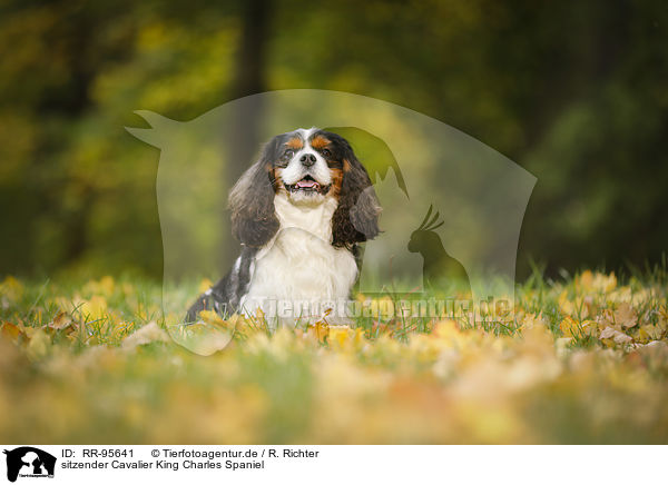 sitzender Cavalier King Charles Spaniel / sitting Cavalier King Charles Spaniel / RR-95641