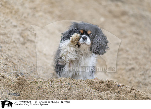 Cavalier King Charles Spaniel / NW-01029