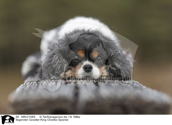 liegender Cavalier King Charles Spaniel / lying Cavalier King Charles Spaniel / NW-01069