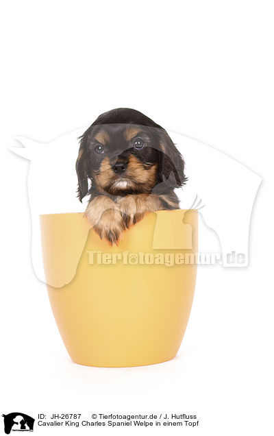 Cavalier King Charles Spaniel Welpe in einem Topf / Cavalier King Charles Spaniel Puppy in a pot / JH-26787
