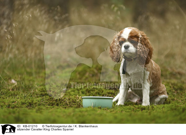 sitzender Cavalier King Charles Spaniel / sitting Cavalier King Charles Spaniel / KB-01210