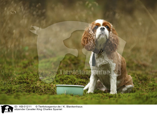 sitzender Cavalier King Charles Spaniel / sitting Cavalier King Charles Spaniel / KB-01211