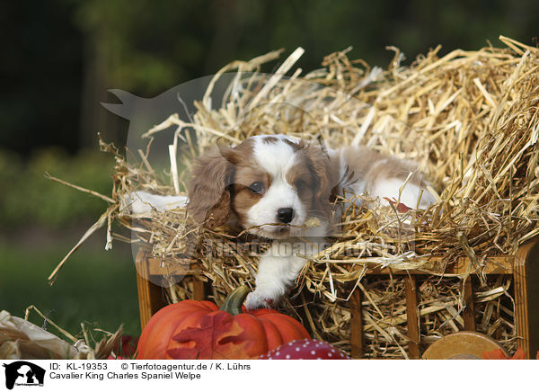 Cavalier King Charles Spaniel Welpe / Cavalier King Charles Spaniel Puppy / KL-19353