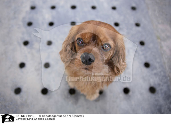 Cavalier King Charles Spaniel / Cavalier King Charles Spaniel / NC-01643