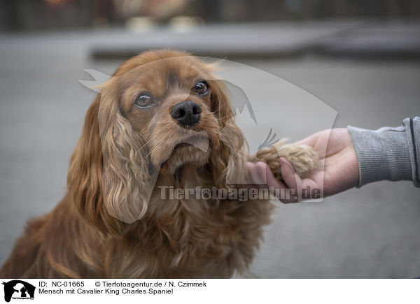 Mensch mit Cavalier King Charles Spaniel / human with Cavalier King Charles Spaniel / NC-01665