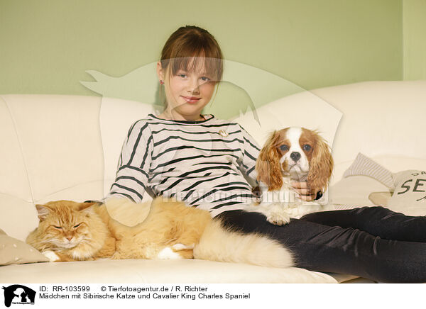 Mdchen mit Sibirische Katze und Cavalier King Charles Spaniel / girl with Siberian Cat and Cavalier King Charles Spaniel / RR-103599