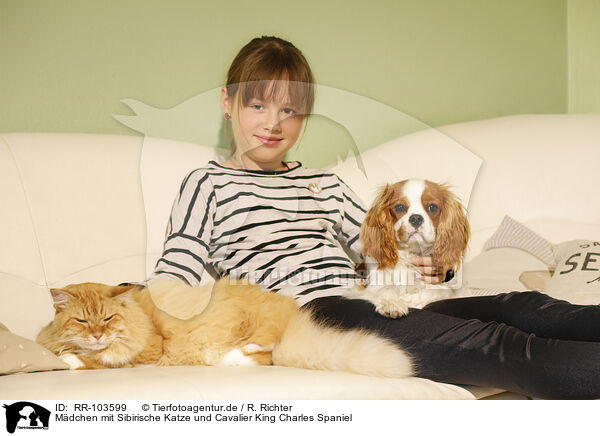 Mdchen mit Sibirische Katze und Cavalier King Charles Spaniel / RR-103599