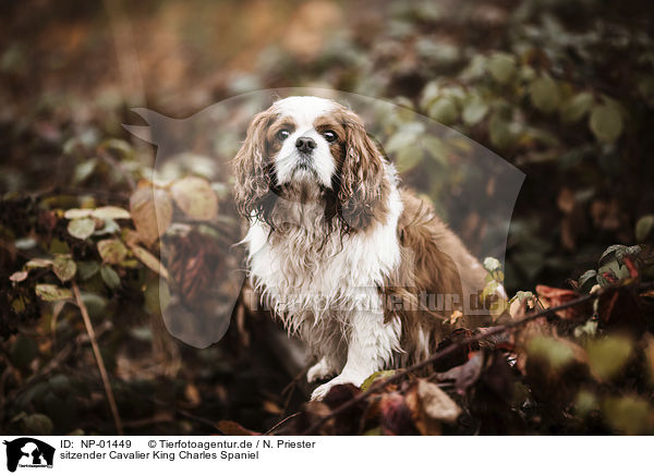 sitzender Cavalier King Charles Spaniel / sitting Cavalier King Charles Spaniel / NP-01449