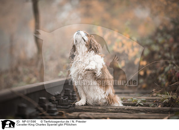 Cavalier King Charles Spaniel gibt Pftchen / Cavalier King Charles Spaniel gives paw / NP-01596