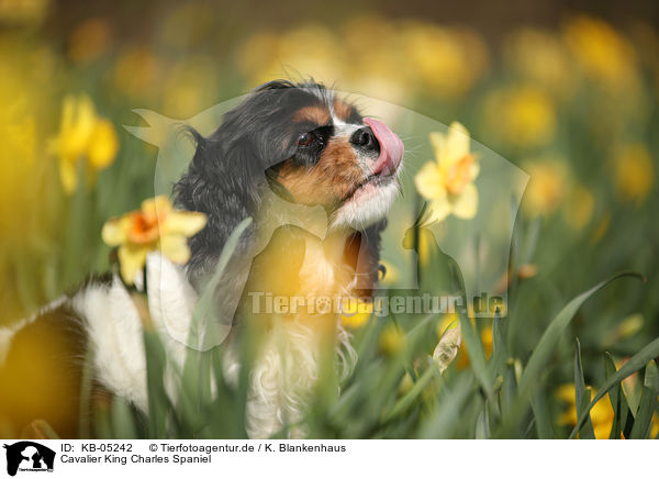 Cavalier King Charles Spaniel / KB-05242