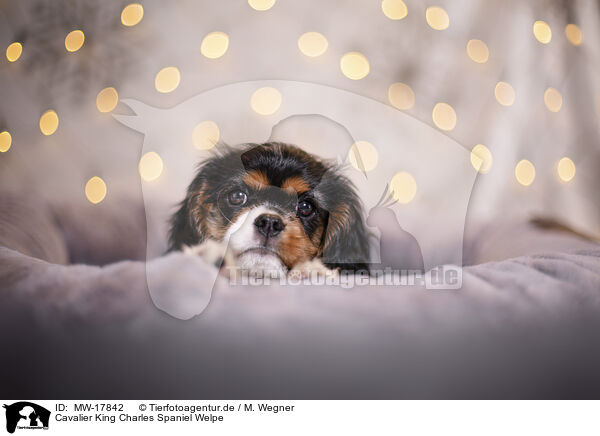 Cavalier King Charles Spaniel Welpe / Cavalier King Charles Spaniel puppy / MW-17842