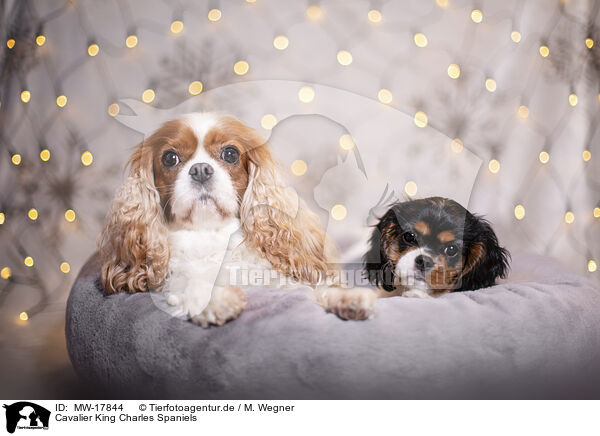 Cavalier King Charles Spaniels / MW-17844