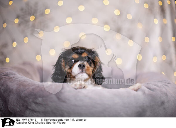 Cavalier King Charles Spaniel Welpe / Cavalier King Charles Spaniel puppy / MW-17845