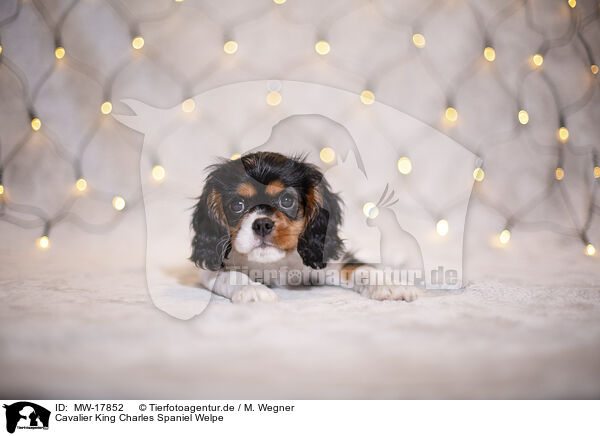 Cavalier King Charles Spaniel Welpe / MW-17852