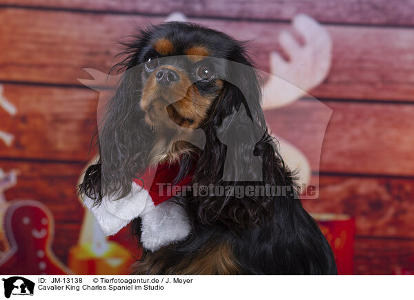 Cavalier King Charles Spaniel im Studio / Cavalier King Charles Spaniel in Studio / JM-13138