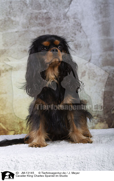 Cavalier King Charles Spaniel im Studio / JM-13145