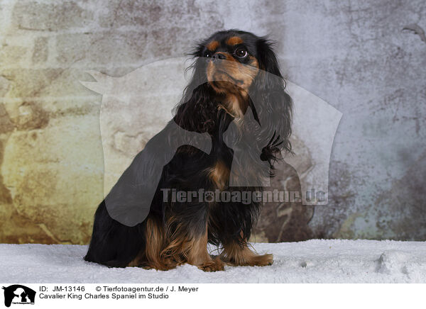 Cavalier King Charles Spaniel im Studio / JM-13146