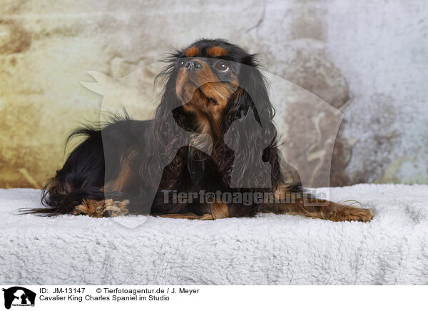 Cavalier King Charles Spaniel im Studio / JM-13147