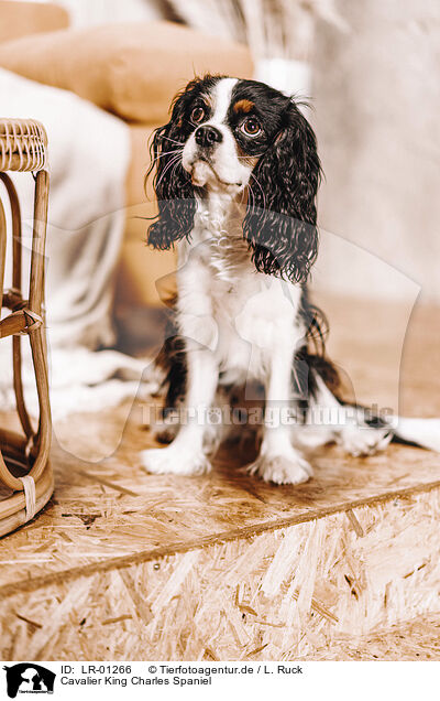 Cavalier King Charles Spaniel / LR-01266