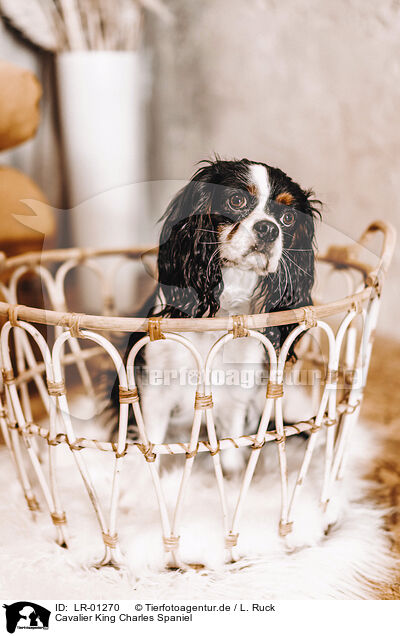 Cavalier King Charles Spaniel / Cavalier King Charles Spaniel / LR-01270