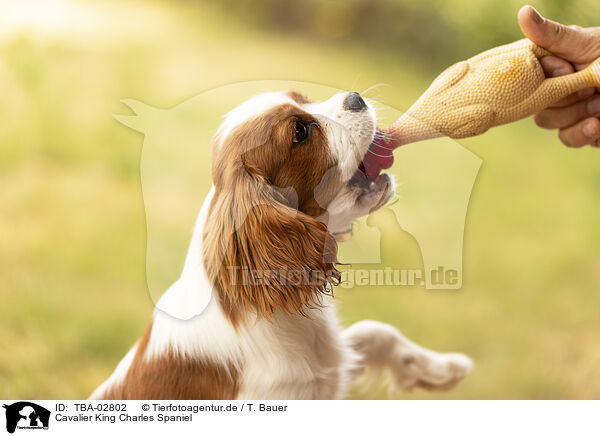 Cavalier King Charles Spaniel / Cavalier King Charles Spaniel / TBA-02802